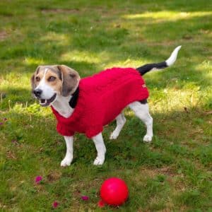 Hand knitted Fun Super Chunky 2 Cabled Dog Jumper in Rich Claret Red